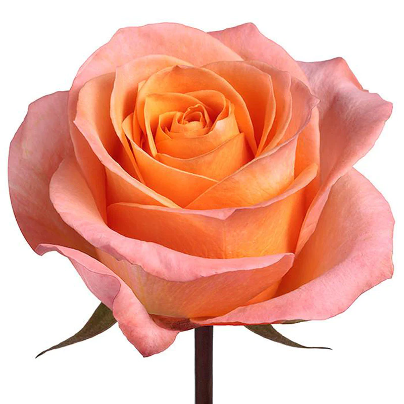 Roses 50cm Salmon Coral Reef