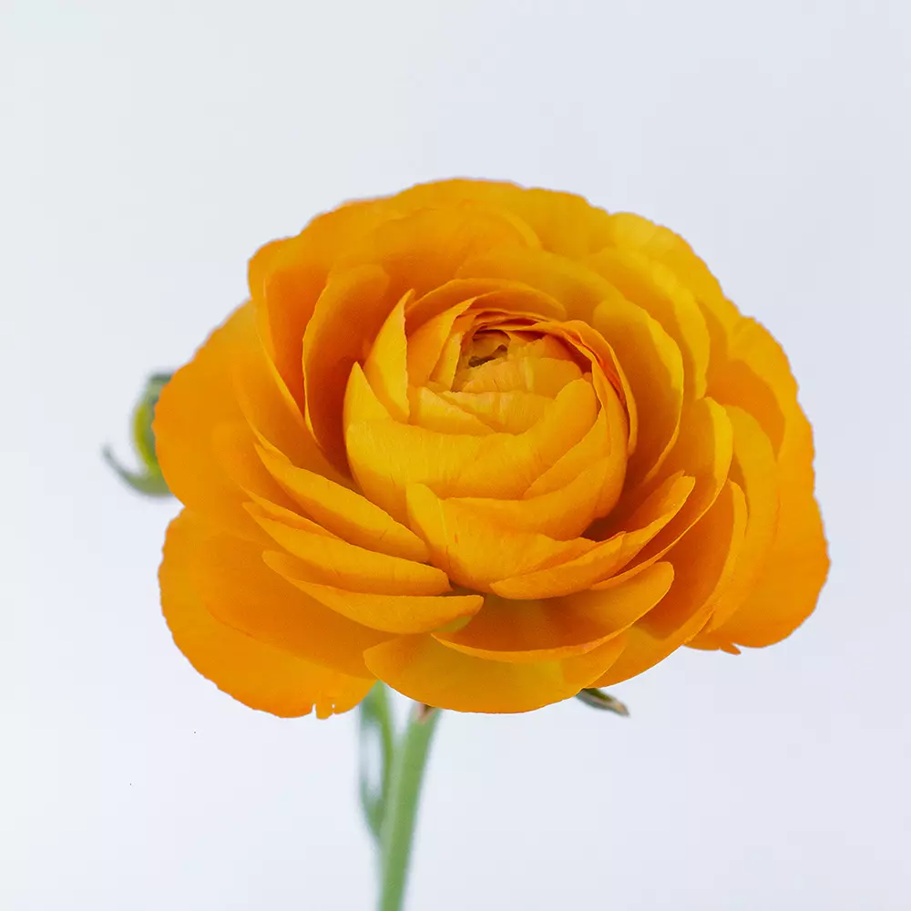 Ranunculus Orange