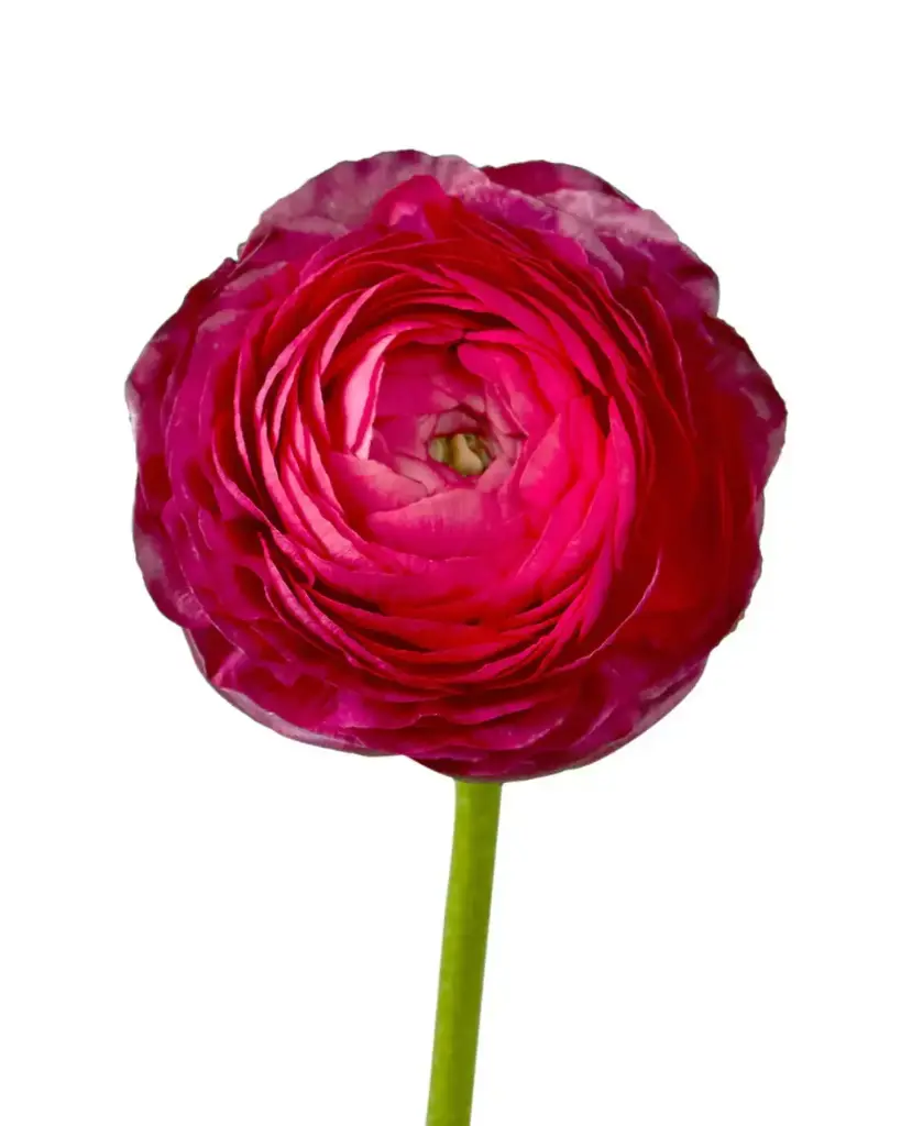 Ranunculus Hot Pink