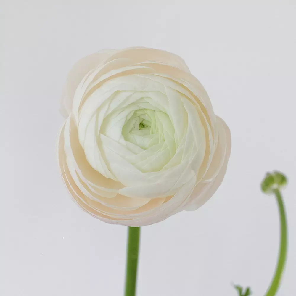 Ranunculus White