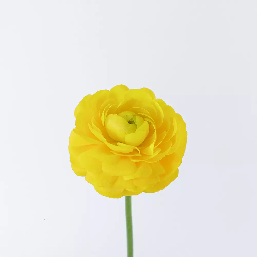 Ranunculus Yellow