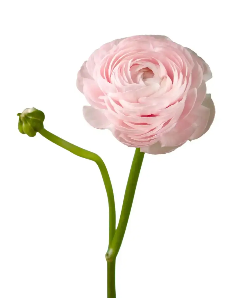 Ranunculus Light Pink