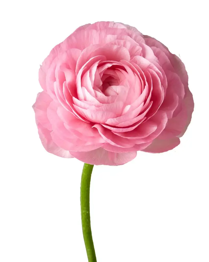 Ranunculus Pink