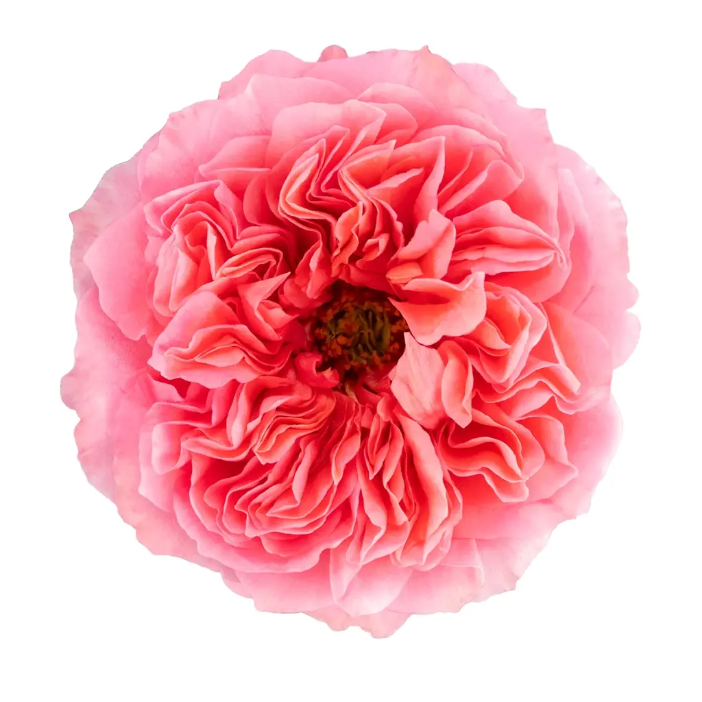  Roses 50cm Garden Like Pink Candy Xpression