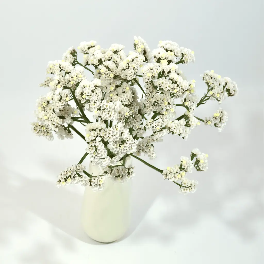 Statice Sinzii White