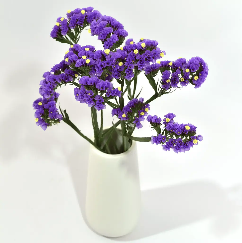 Statice Sinzii Deep Blue 70 CM