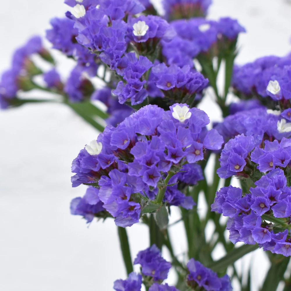 Statice Deep Purple