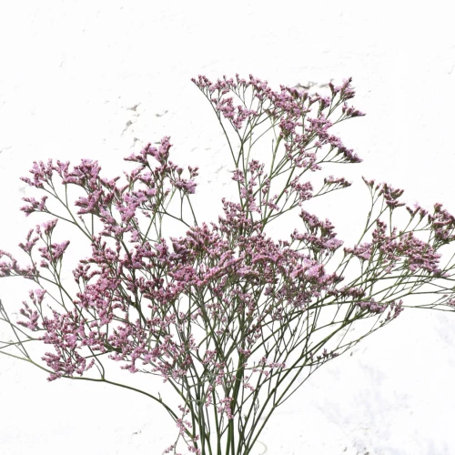 Limonium Pink  Oshi 