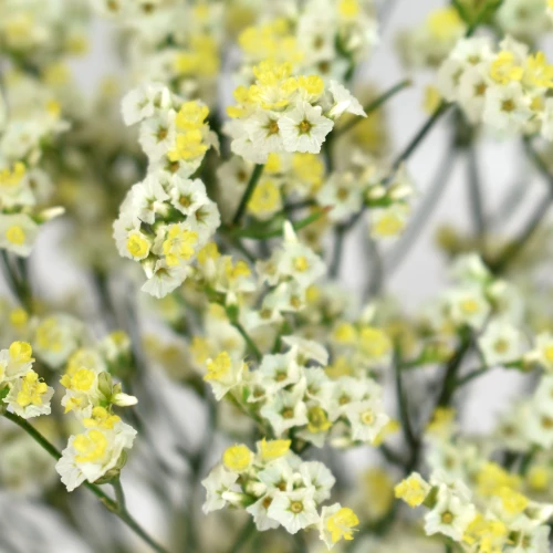 Limonium Piña Colada 70 CM