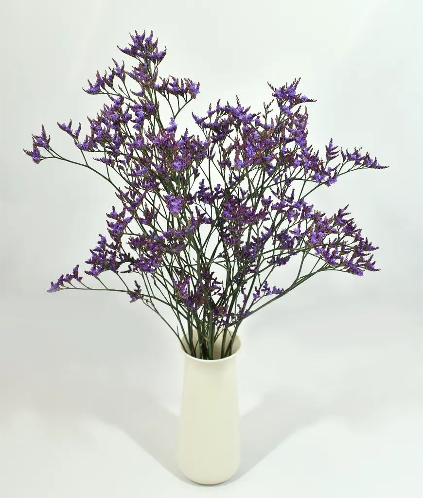 Limonium Lavender Shooting Star 