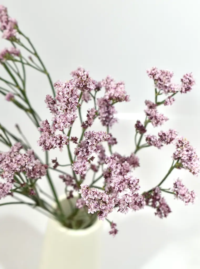 Limonium Silver Pink 70 CM
