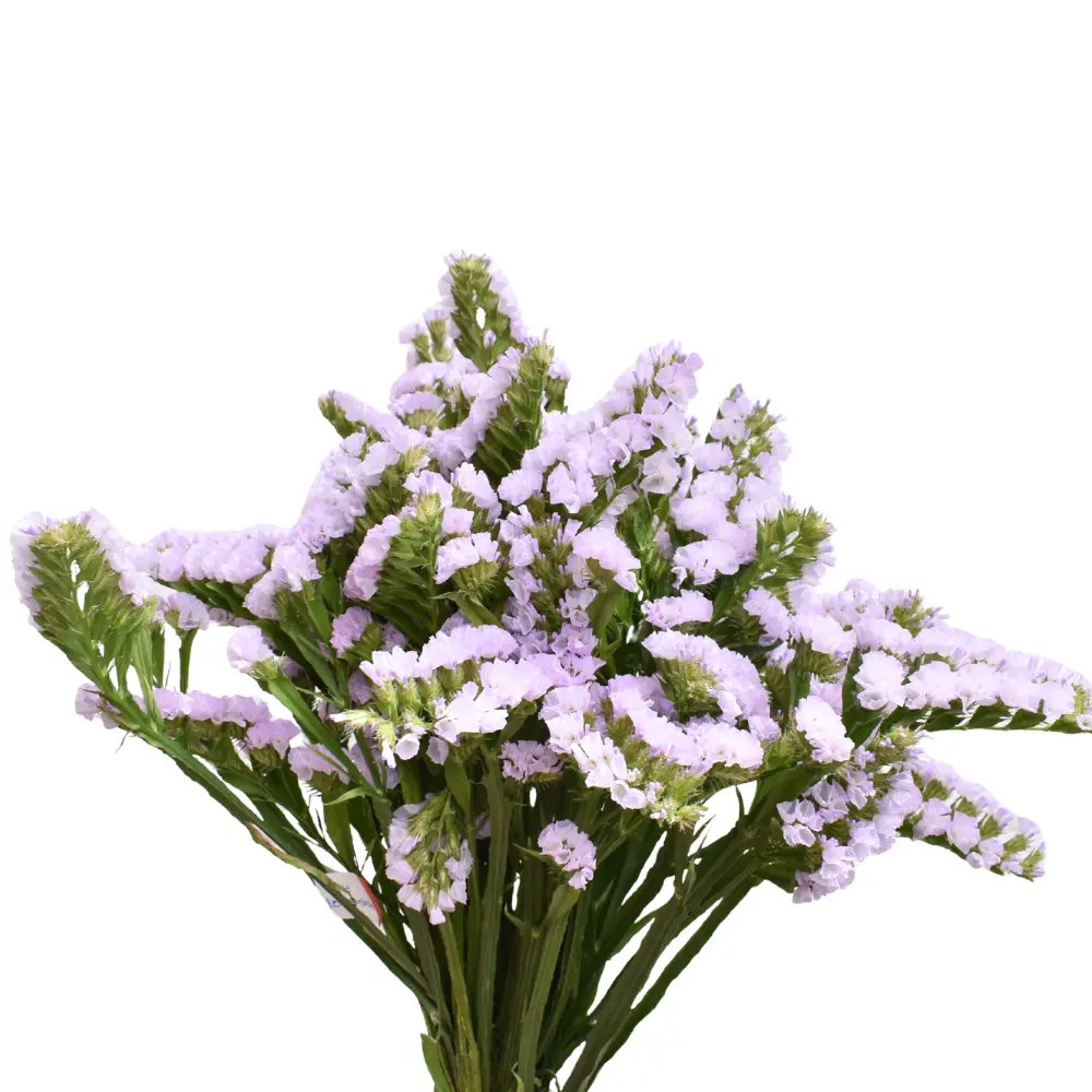 Statice Lavender