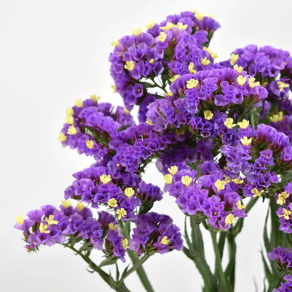Statice Lavender
