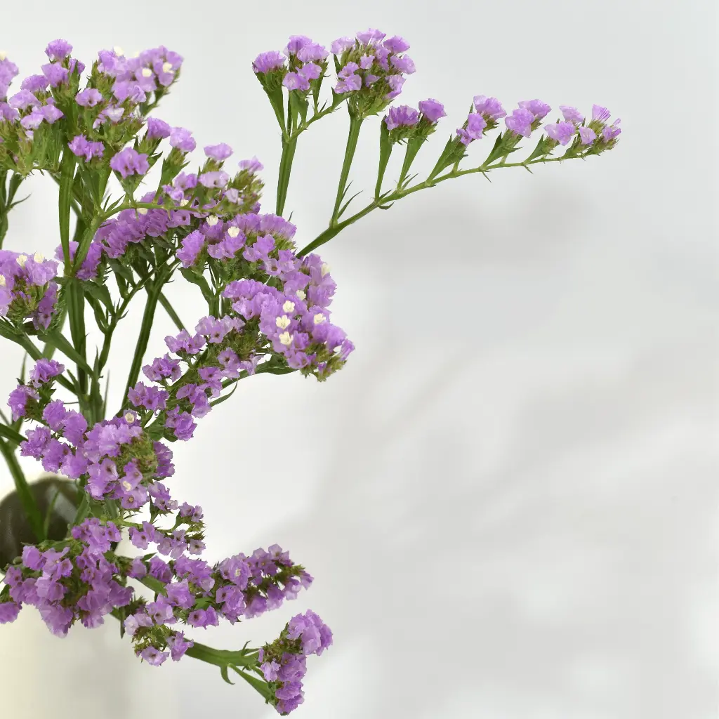 Statice Sinzii Lilae