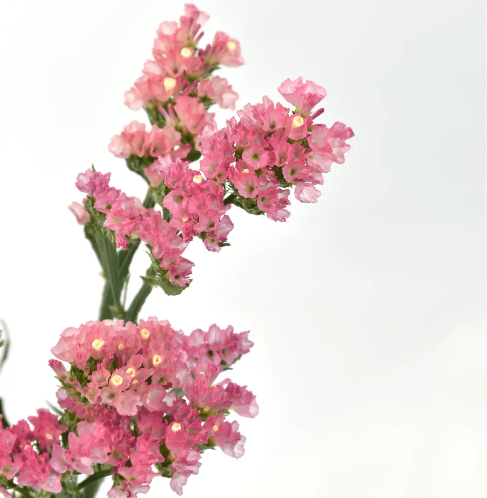 Statice Sinzii Pink 70 CM