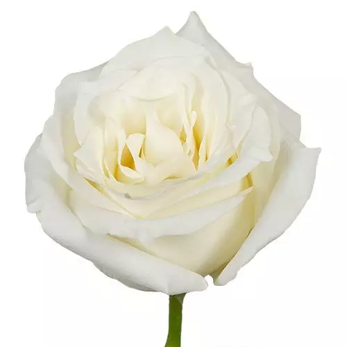 Roses 50cm White Snow Bliss