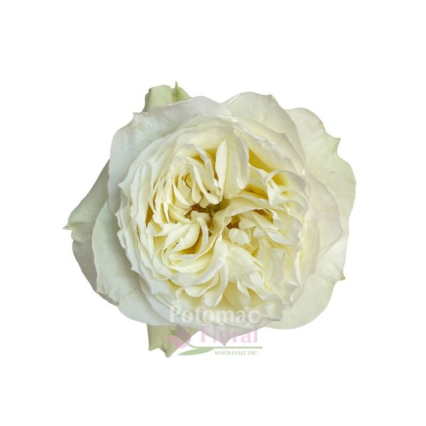 Garden Roses 50cm White Angelkiss