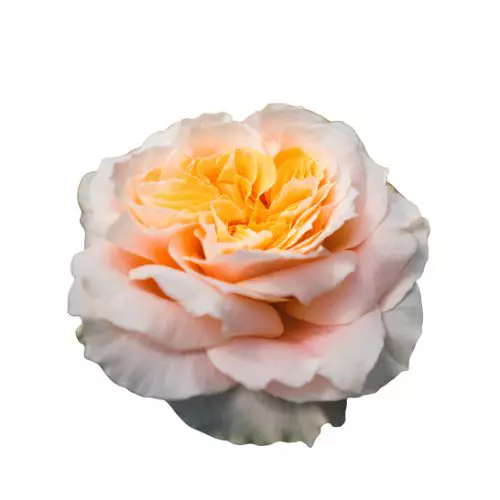  Garden Roses 50cm Bicolor Crystal Flame