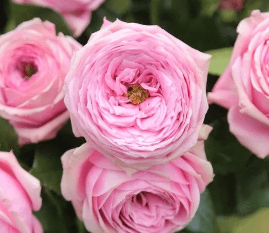 Garden Roses 50cm Pink Peonikiss