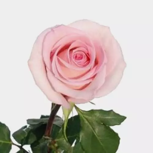 Roses 50cm Pink Sophie