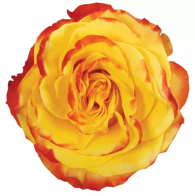  Roses 50cm Orange High & Yellow Flame