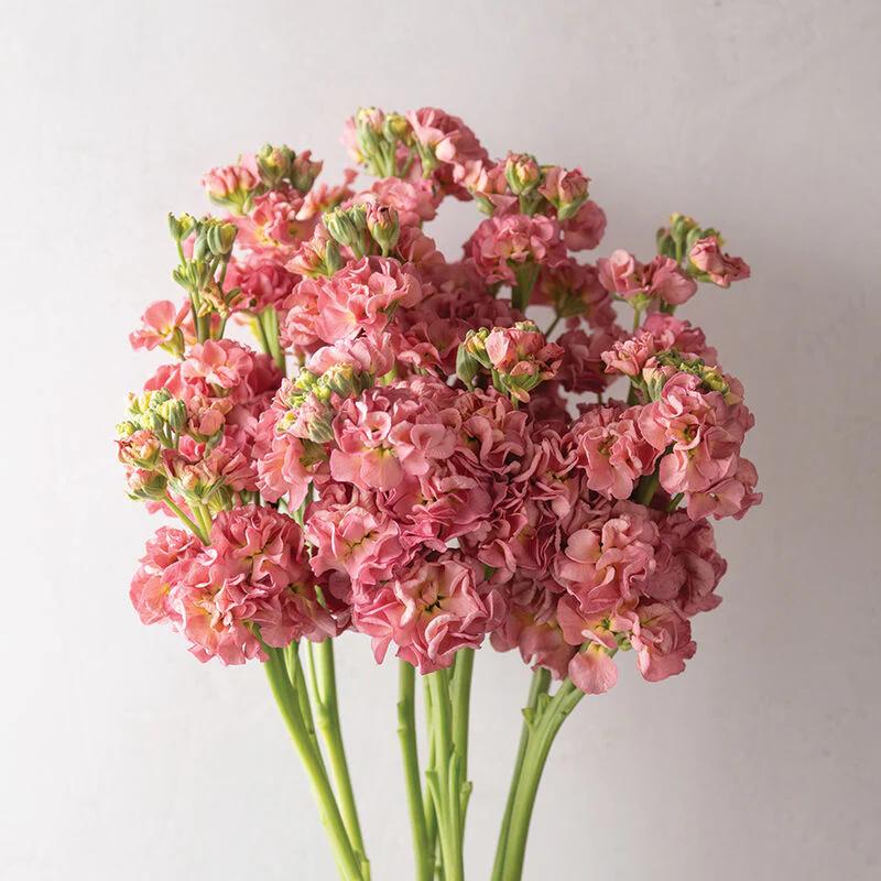 Stock 70cm Antique