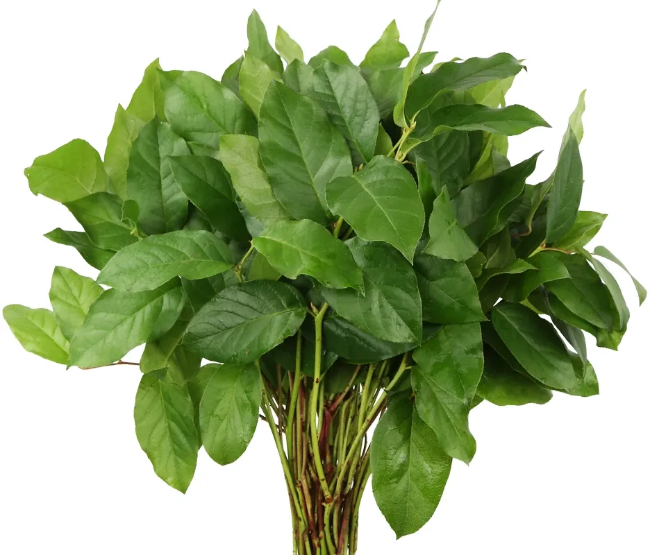 Greenery Salal Tip