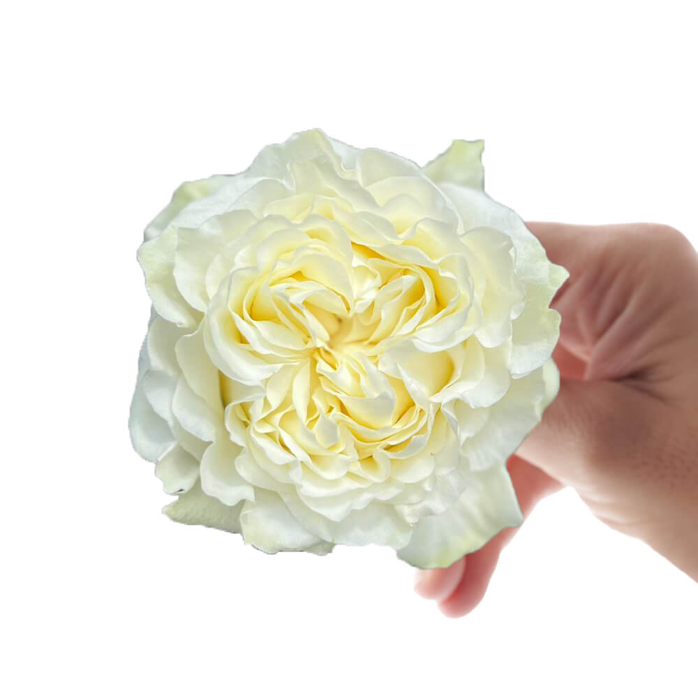  Garden Roses 50cm White Creamkiss