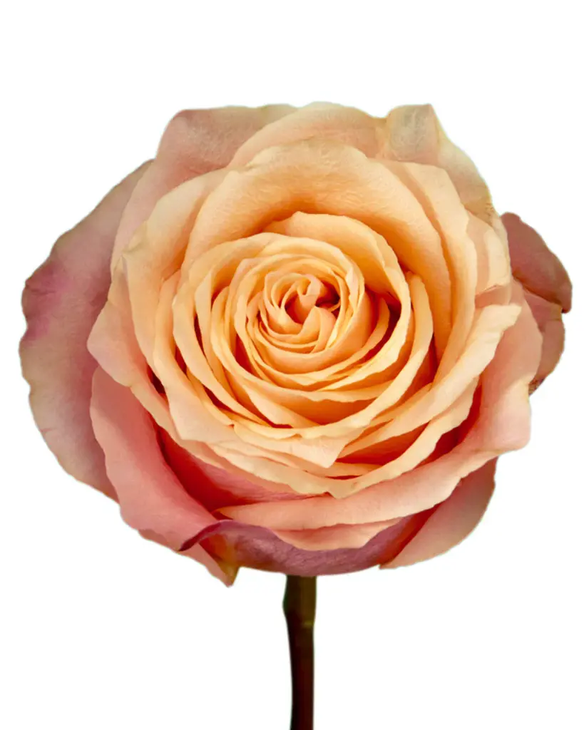  Roses 50cm Peach Gran Donna