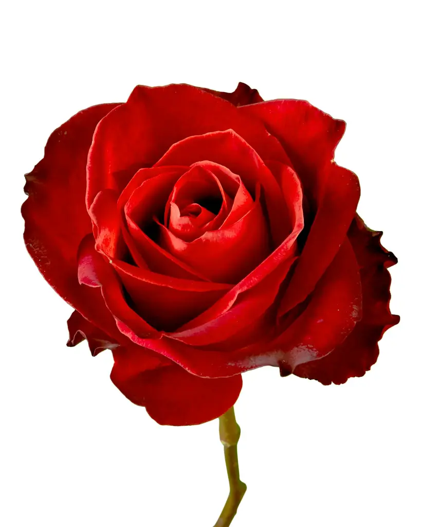 Roses 50cm Cafe Del Mar