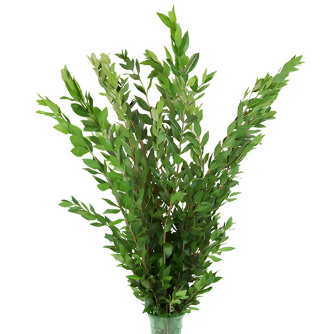 Greenery Myrtle