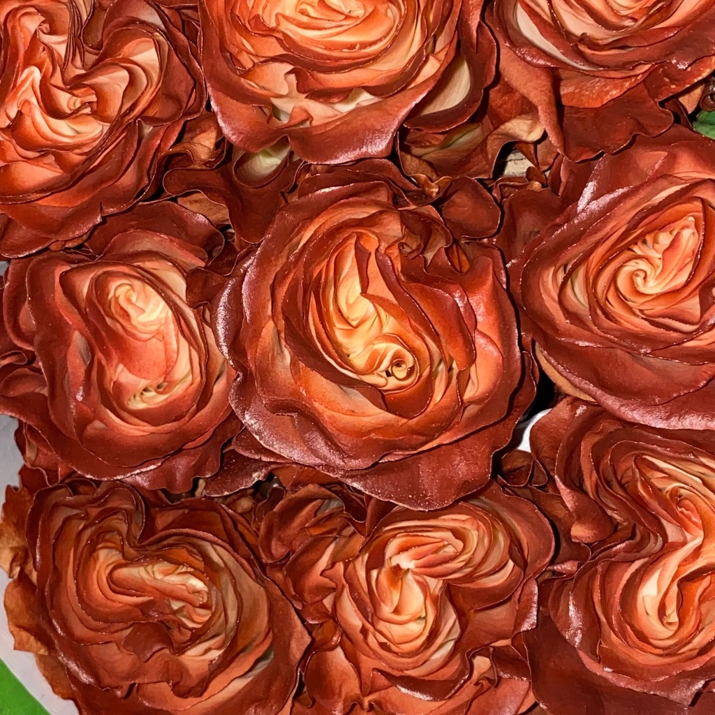 Roses Tinted 60cm Earth Tone Coffee Break