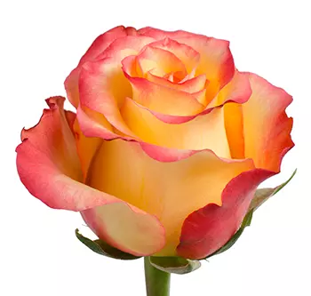 Roses 50cm Bicolor Orange High & Magic