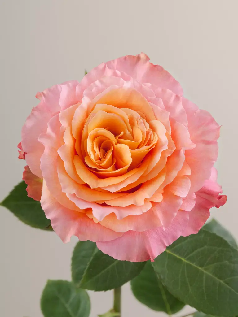  Roses 40cm Orange Free Spirit