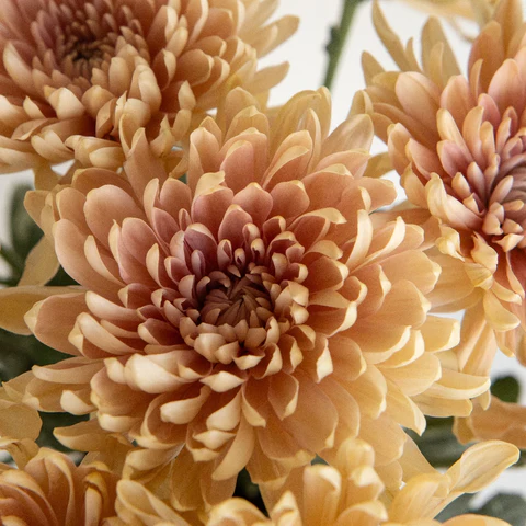 Chrysanthemum Cremon Bronze