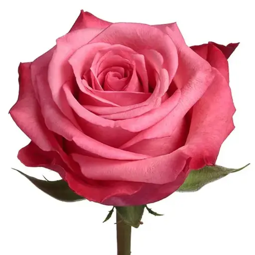 Roses 60cm Bicolor Pink Riviera