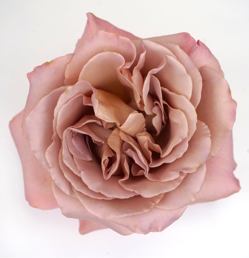 Garden Roses Lavender Cafe Latte