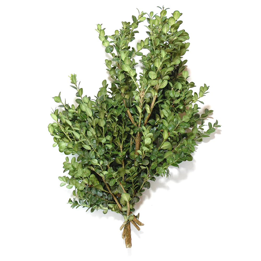 Greenery Boxwood