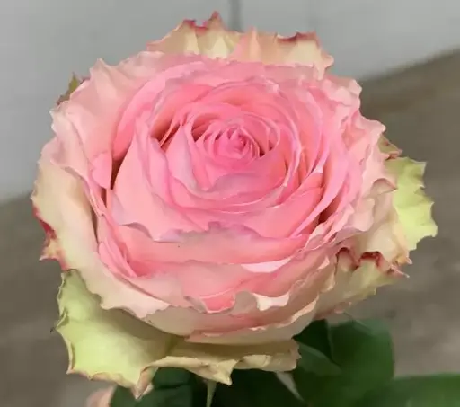  Roses 60cm Bicolor Pink Esperance