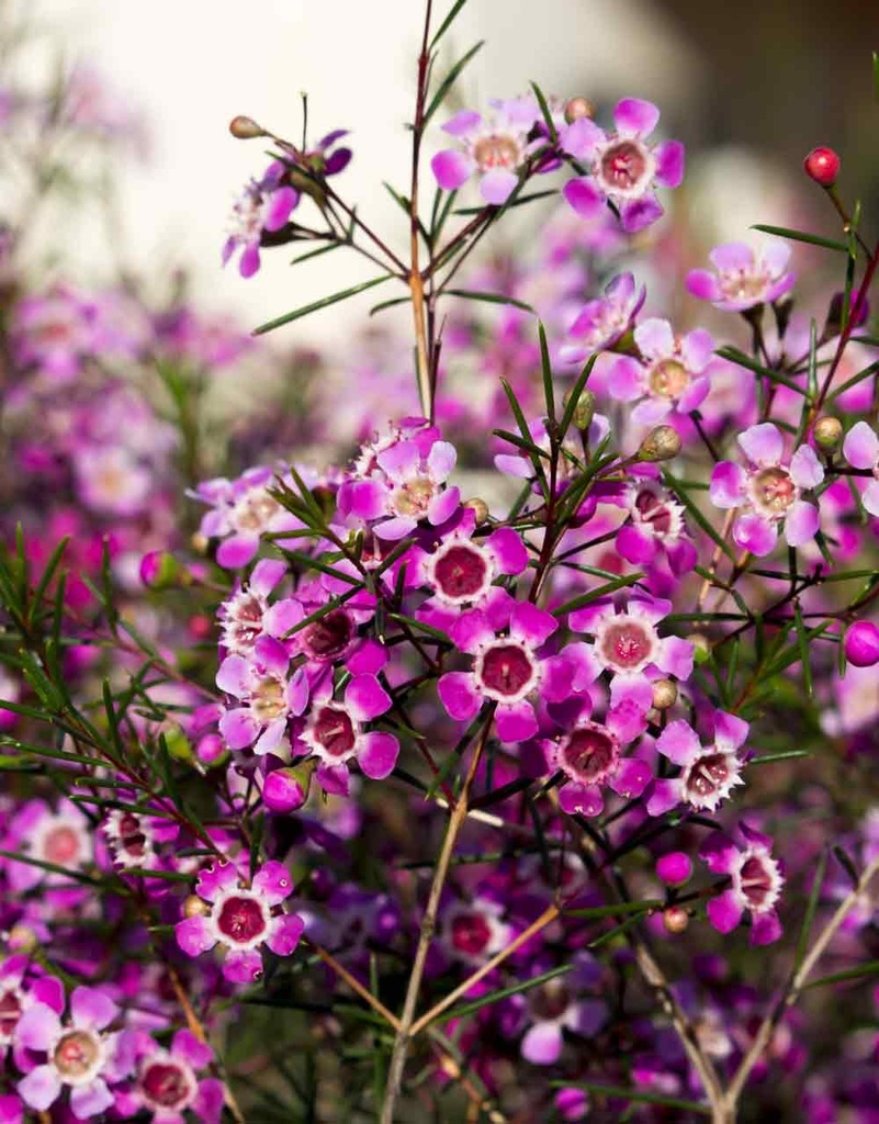 Wax Flower Purple