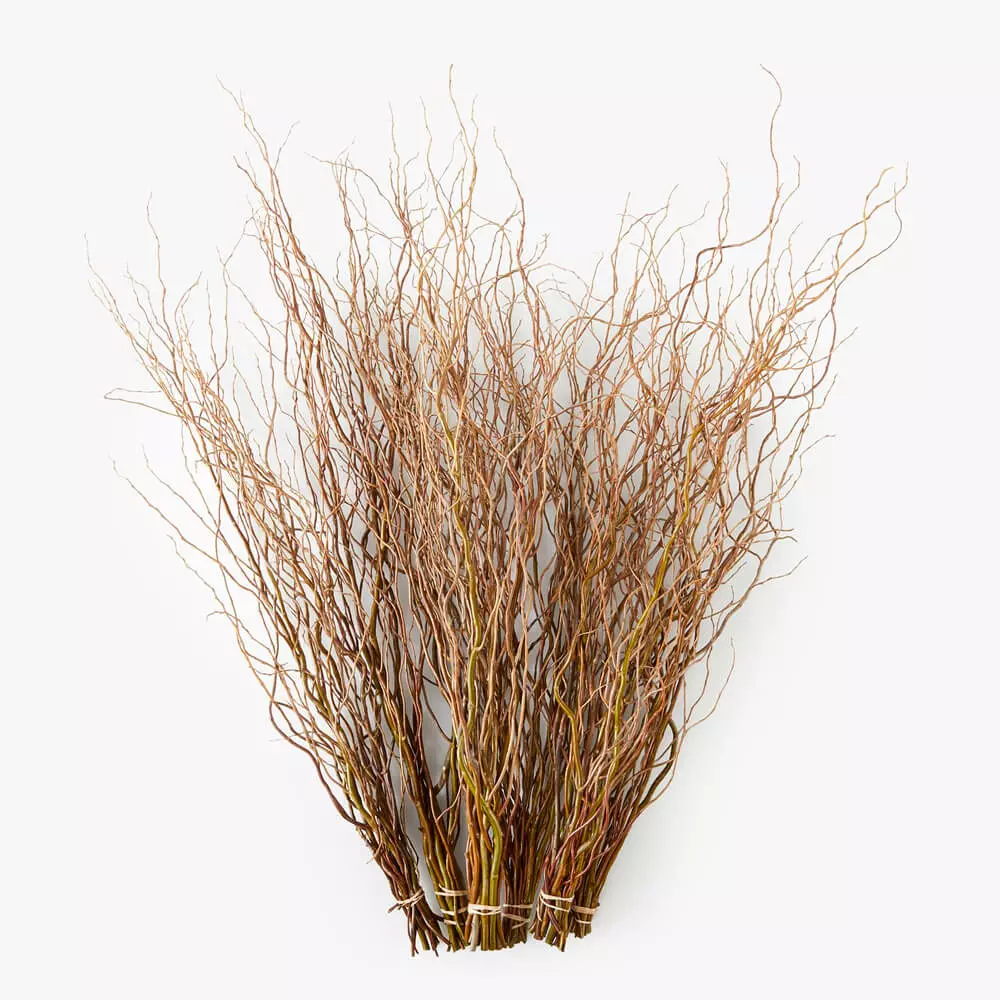 Curly Willow Tips