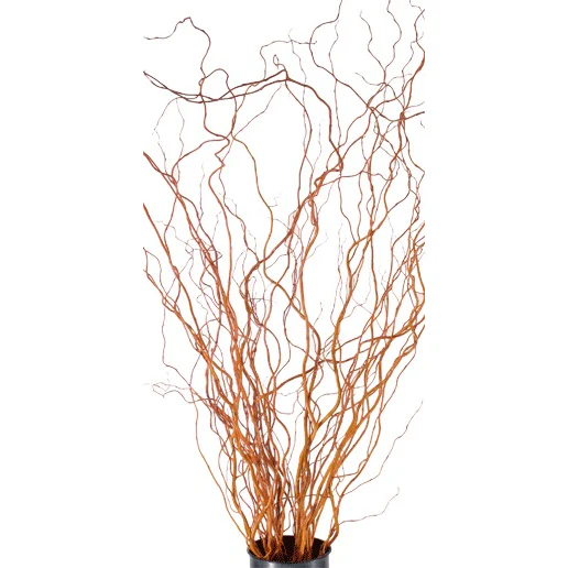 Curly Willow Medium
