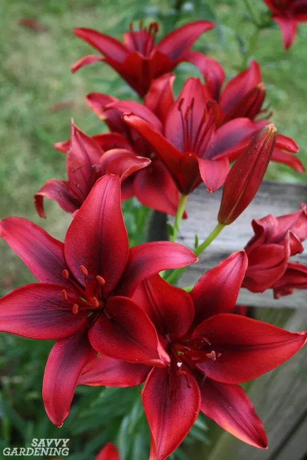 Lily LA Burgundy