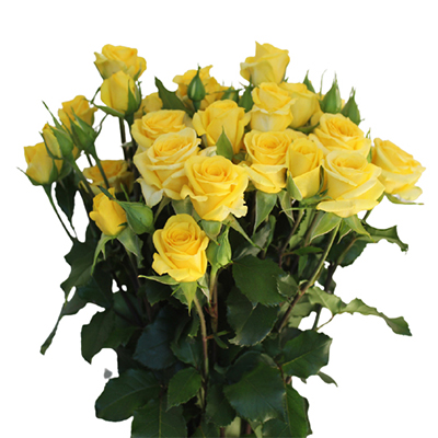  Spray Roses 50cm Golden Blossoms