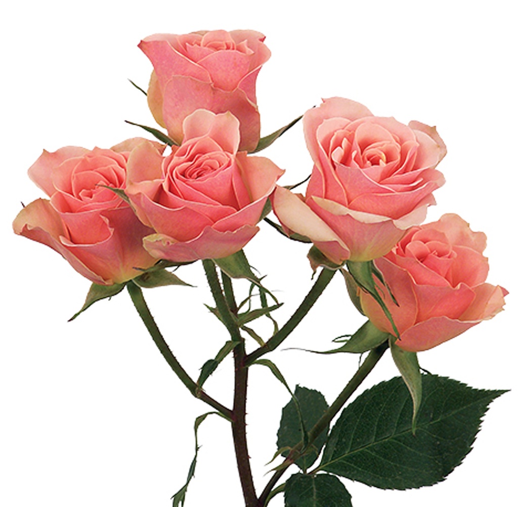  Spray Roses 50cm Peach Ilse