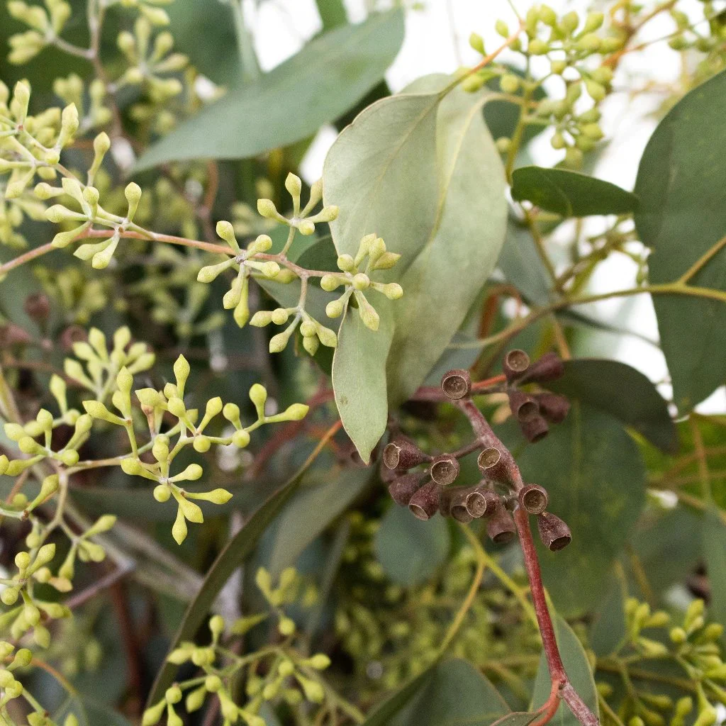 Greenery Eucalyptus Seeded