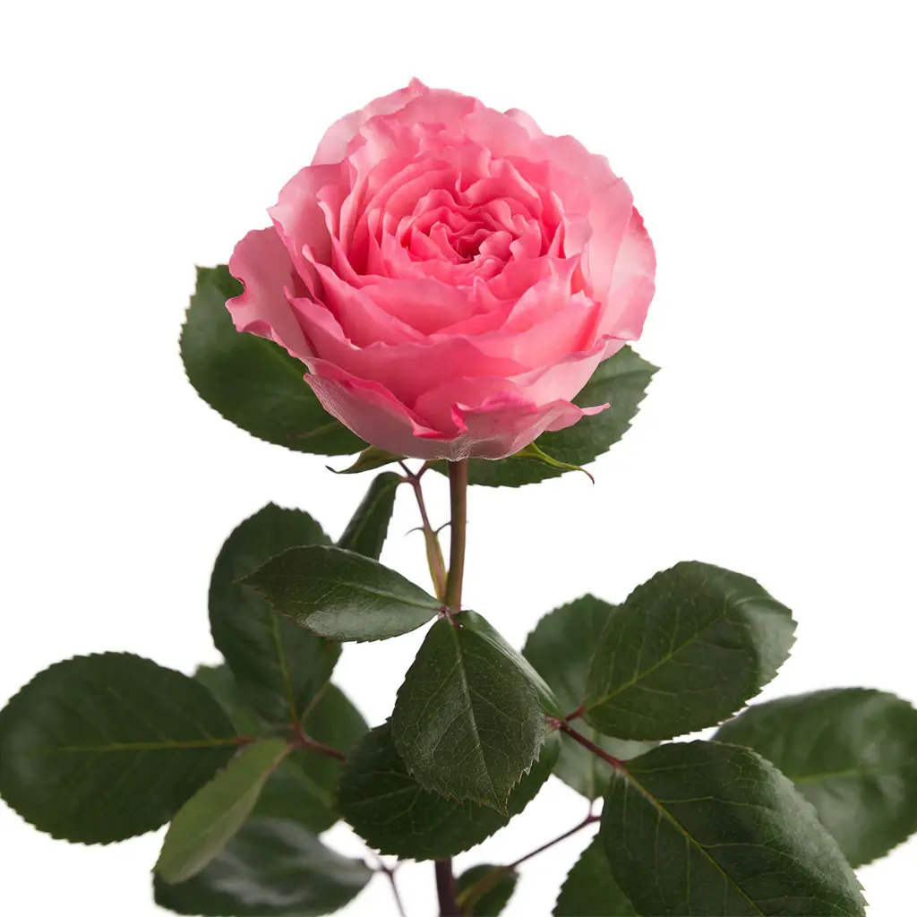 Roses Premium Mayra Garden Queen