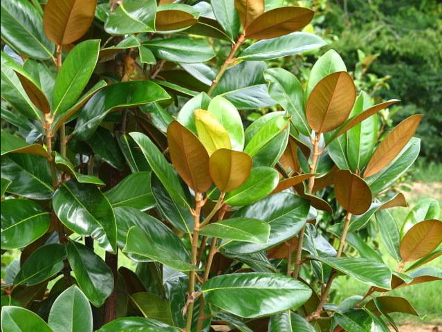 Magnolia