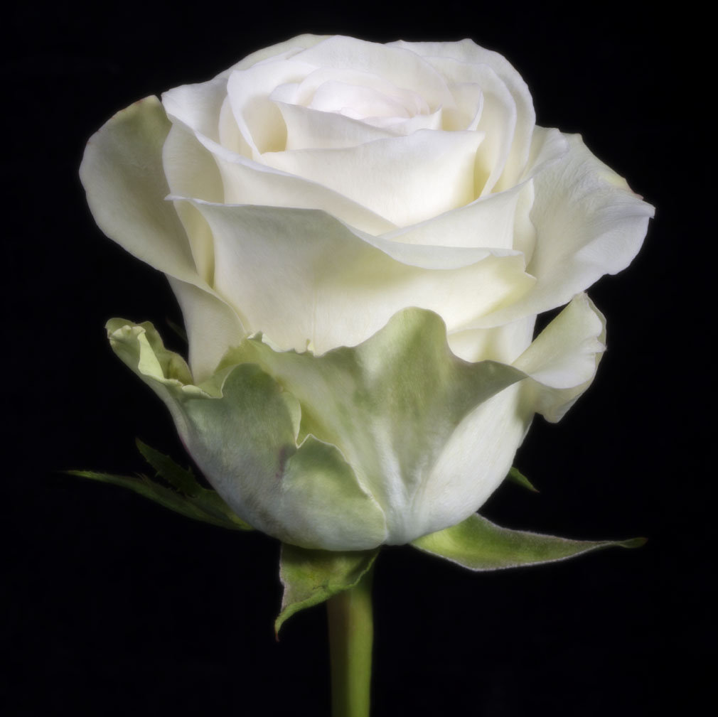 Roses 50cm White Alba