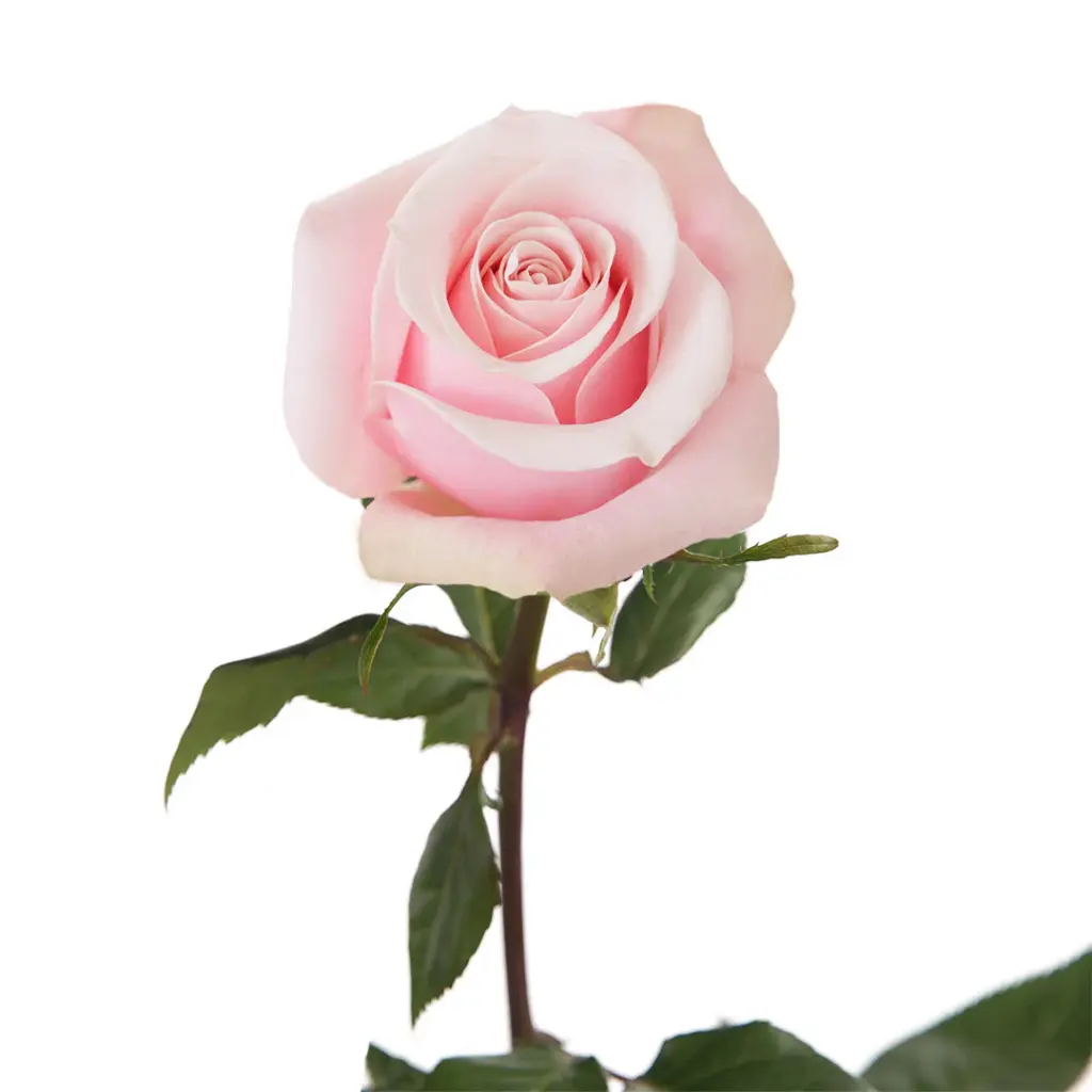  Roses 60cm Pink Shy